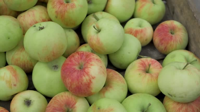 خرید سیب سبز + فروش عمده